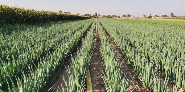 氮磷钾肥对大葱分别有哪些作用?合理搭配用肥的原因就在这里